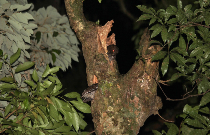 Fig. 4 Pareja de Middle American Screech-Owl (Lechucita Vermiculada) <i>Megascops guatemalae</i> (Strigidae) Estación Biológica Cacao, 12 de Abril 2022 Foto. Freddy Quesada