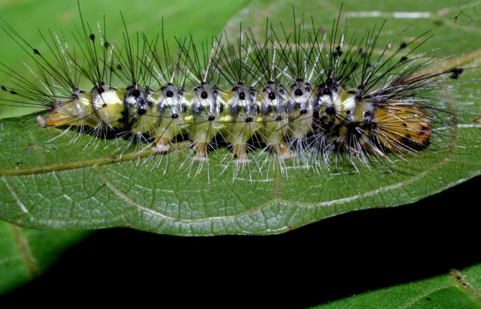 Fig.10 Larva <i>Epidesma</i> ursulaDHJ01 (Erebidae), mide 34mm. Meteorologico, Sector Del Oro, 590m.10-SRNP-31748-DHJ472084.jpg