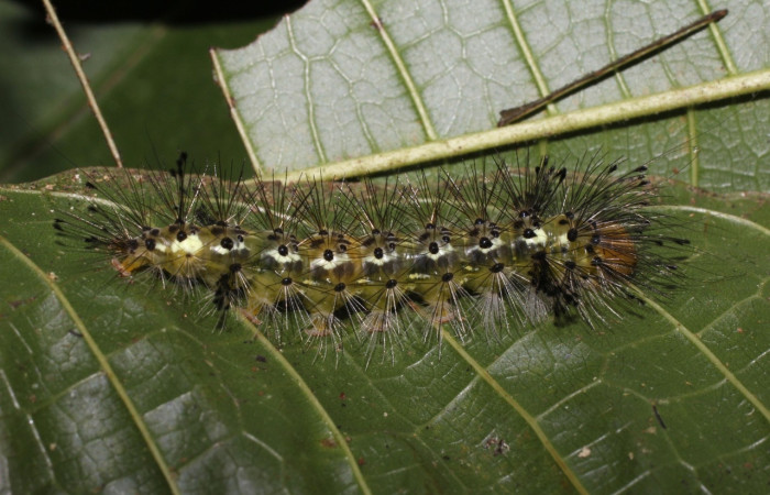 Fig. 11 Larva <i>Epidesma ursula</i> (Erebidae), mide 34mm. Meteorologico, Sector Del Oro, 590m.18-SRNP-20680-DHJ711547.jpg
