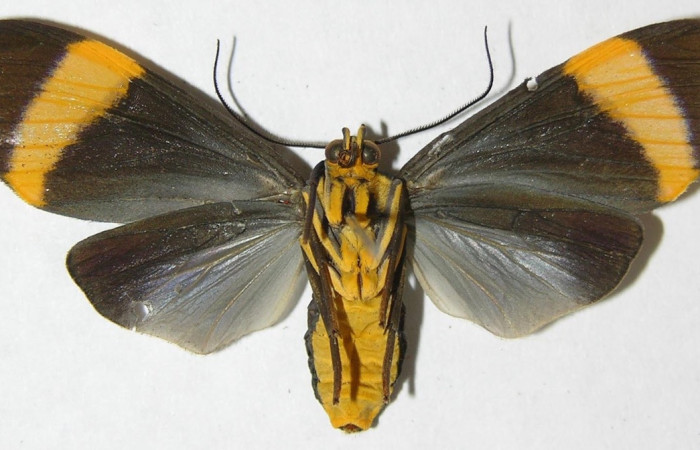 Fig. 12 Adulto <i>Epidesma</i> ursulaDHJ01 (Erebidae), vista ventral mide 42mm. Leonel Siezar, Sector Pitilla, 510m. 08-SRNP-71657-DHJ504531