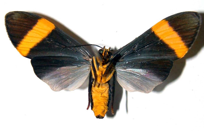 Fig. 13 Adulto <i>Epidesma ursula</i> (Erebidae), vista ventral mide 34mm. Leonel Siezar, Sector Pitilla, 510m. 01-SRNP-9892.03-DHJ38805