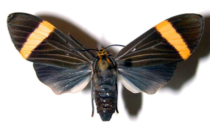 Fig. 1 Adulto <i>Epidesma ursula</i> (Erebidae), vista lateral mide 34mm. Meteorologico, Sector Del Oro, 590m. 01-SRNP-9892.03-DHJ38804.