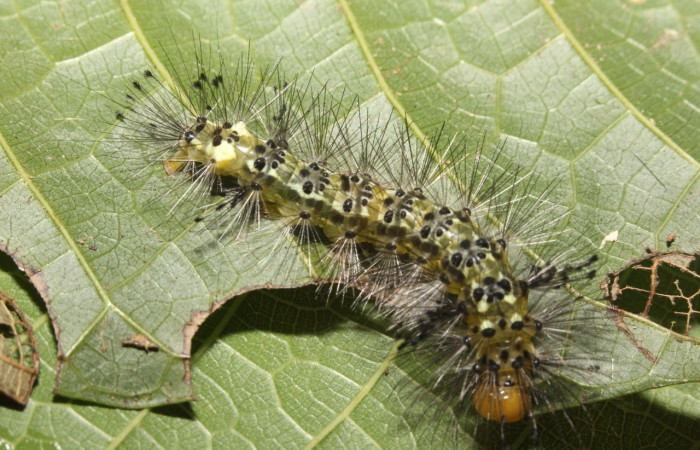 Fig. 3 Adulto <i>Epidesma ursula</i> (Erebidae), mide 34mm. Sendero Aura, Sector Rincon Rain Forest, 432m. 17-SRNP-27235-DHJ731350.jpg