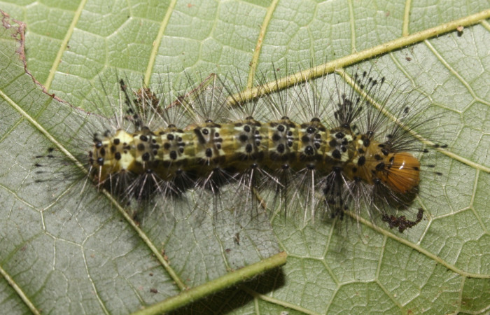 Fig. 4 Adulto <i>Epidesma ursula</i> (Erebidae), mide 34mm. Sendero Aura, Sector Rincon Rain Forest, 432m. 17-SRNP-27235-DHJ731351.jpg