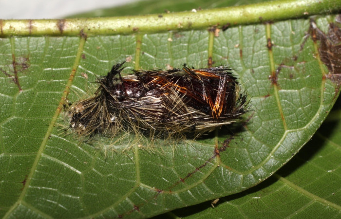 Fig. 5 Capullo <i>Epidesma ursula</i> (Erebidae), mide 34mm. Meteorologico, Sector Del Oro, 590m.18-SRNP-20680-DHJ711553.jpg
