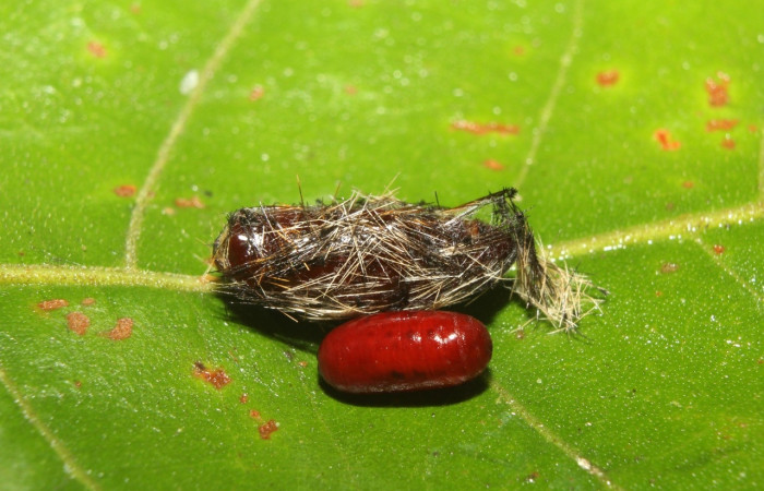 Fig. 6 Puparia salío de pupa <i>Epidesma ursula</i> (Erebidae), Sendero Maguera, Sector Pitilla, 470m.17-SRNP-72365-DHJ738823.jpg