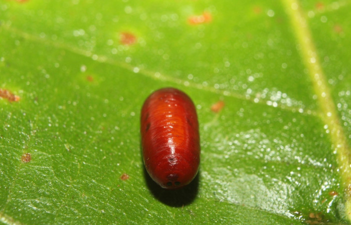 Fig. 7 Puparia salío de pupa <i>Epidesma ursula</i> (Erebidae), Sendero Maguera, Sector Pitilla, 470m.17-SRNP-72365-DHJ738829.jpg
