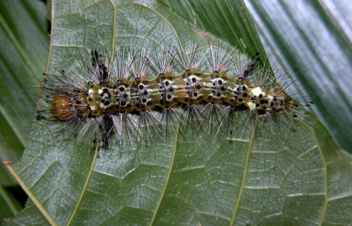 Fig. 8 Larva <i>Epidesma</i> ursulaDHJ01 (Erebidae), mide 30mm. Sendero Guaca, Sector Rincon Rain Forest, 400m. 04-SRNP-42300-DHJ401701.jpg 