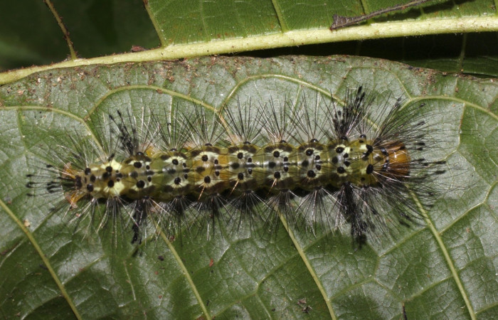 Fig. 9 Larva <i>Epidesma ursula</i> (Erebidae), mide 34mm. Meteorologico, Sector Del Oro, 590m.18-SRNP-20680-DHJ711548.jpg