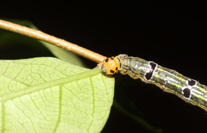  Cabeza en posición frontal de <i>Oricia truncata</i> (Notodontide), U estadio. Sector San Cristóbal, Bosque Transición. Voucher 23-SRNP-2153-DHJ759675.jpg.