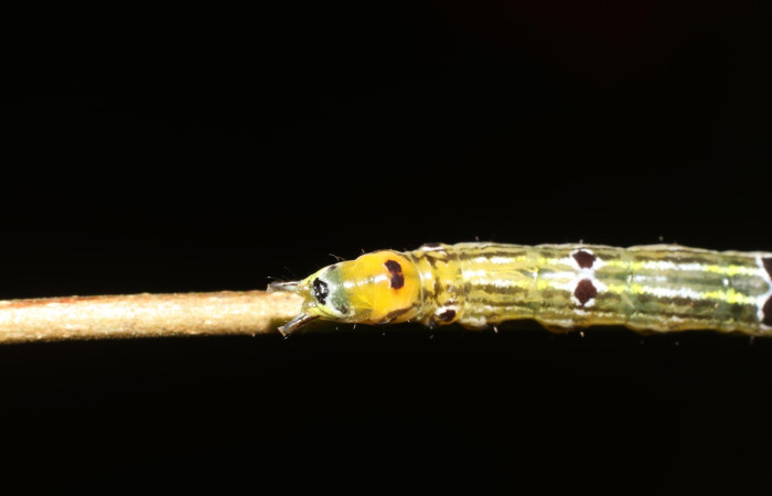  Cola en posición dorsal de <i>Oricia truncata</i> (Notodontide), U estadio. Sector San Cristóbal, Bosque Transición. Voucher 23-SRNP-2153-DHJ759676.jpg.