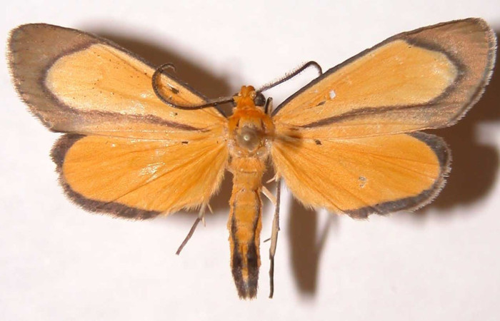  Adulto en posición dorsal de <i>Oricia truncata</i> (Notodontidae). Sector Del Oro, Quebrada Romero. Voucher 02-SRNP-5420-DHJ39446.