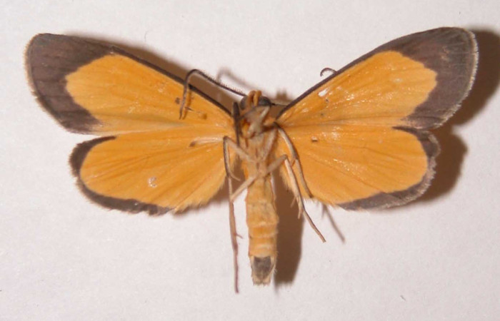  Adulto en posición ventral de <i>Oricia truncata</i> (Notodontidae). Sector Del Oro, Quebrada Romero. Voucher 02-SRNP-5420-DHJ39447.