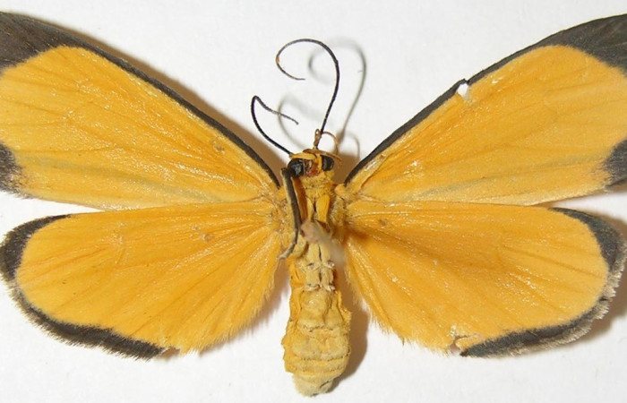  Adulto en posición ventral de <i>Oricia</i> truncataDHJ01 (Notodontidae). Sector San Cristóbal, Bosque Transición. Voucher 08-SRNP-2777-DHJ398263.