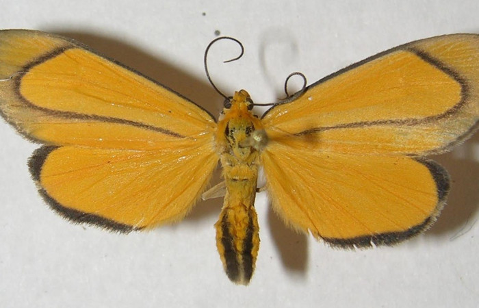  Adulto en posición dorsal de <i>Oricia</i> truncataDHJ02 (Notodontidae). Sector Pitilla, Sendero Evangelista. Voucher 13-SRNP-30169-DHJ569454.