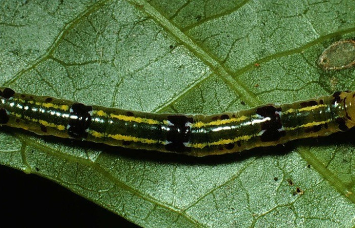  Larva en posición dorsal de <i>Scotura</i>
leucophlepsDHJ05 (Notodontide), PPU estadio. Sector Rincon Rain Forest, Estación Caribe, Sendero Tucan. Voucher 03-SRNP-10328-DHJ77818.jpg.