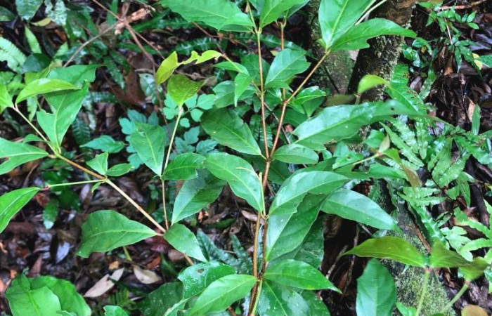  <i>Rinorea deflexiflora</i> (Violaceae), planta hospedera de <i>Oricia truncata</i> (Notodontidae). Sector San Cristóbal, Bosque Transición. Foto, Elda Araya, 8 Noviembre 2023.
