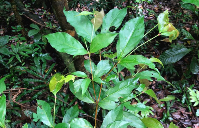  <i>Rinorea deflexiflora</i> (Violaceae), planta hospedera de <i>Oricia truncata</i> (Notodontidae). Sector San Cristóbal, Bosque Transición. Foto, Elda Araya, 8 Noviembre 2023.

