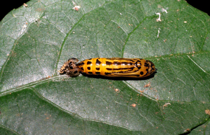  Pupa en posición dorsal de <i>Oricia truncata</i> (Notodontide). Sector San Cristóbal, Bosque Transición. Voucher 07-SRNP-2944-DHJ425911.jpg.