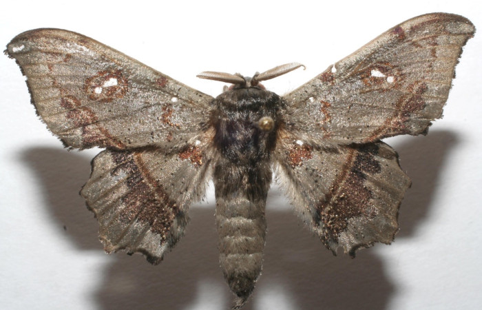 Figura 5. Adulto de <i>Mimallo</i> amiliaDHJ01 (Mimallonidae), vista dorsal. Voucher 07-SRNP-105651-DHJ615615.jpg.