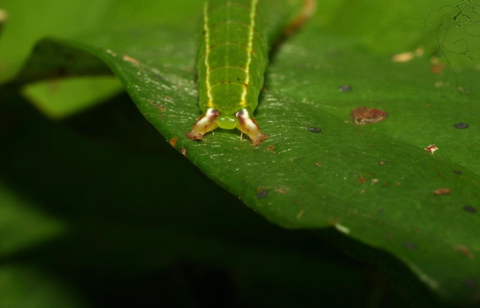 Fig.10. Larva de <i>Tautobriga glaucopis</i>, mostrando par de propatas en parte trasera, último estadio. Voucher : 10-SRNP-32040-DHJ479899.jpg.