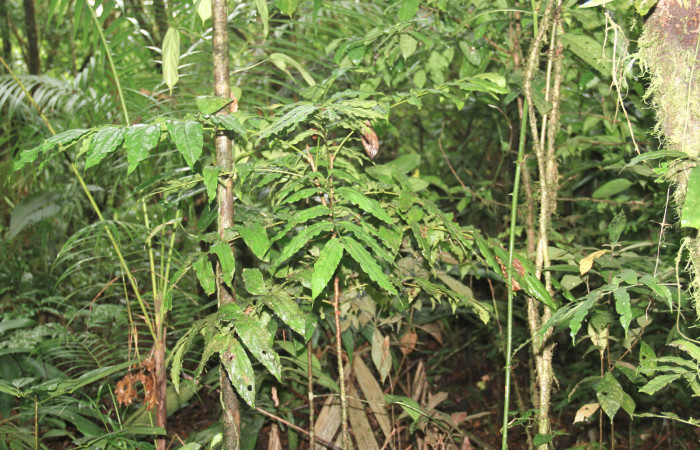 Fig.11. Planta hospedera de larva <i>Tautobriga glaucopis</i>. <i>Roupala glaberrima</i> (Proteaceae).