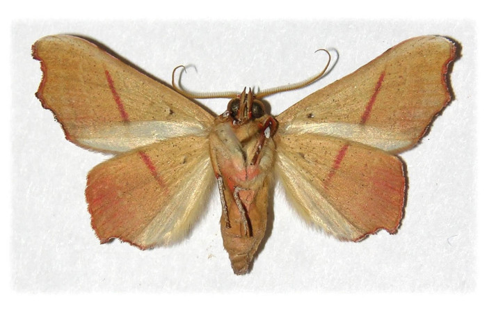 Fig.4. Adulto de <i>Tautobriga glaucopis</i>. En posición ventral, hembra. Voucher : 98-SRNP-5032-DHJ314553.jpg.