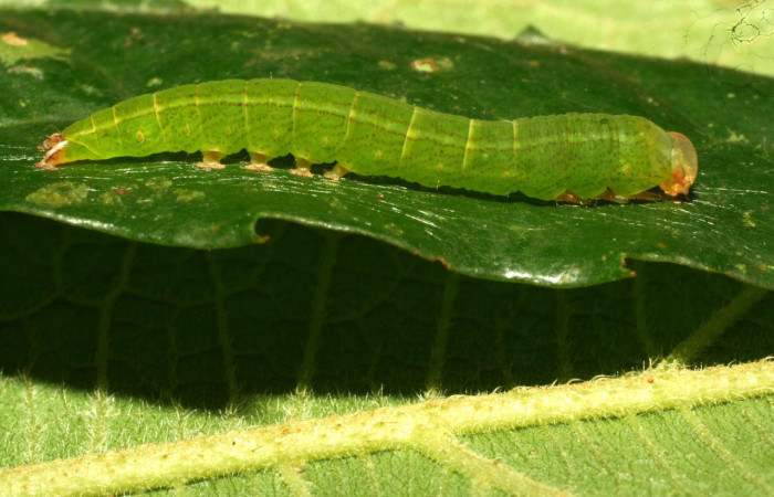 Fig.5 .Larva de <i>Tautobriga glaucopis</i>, vista lateral, en penúltimo estadio. Voucher : 10-SRNP-32040-DHJ479886.jpg.
