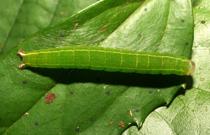 Fig.6. Larva de <i>Tautobriga glaucopis</i>, vista dorsal, en penúltimo estadio. Voucher : 10-SRNP-32040-DHJ479895.jpg.
