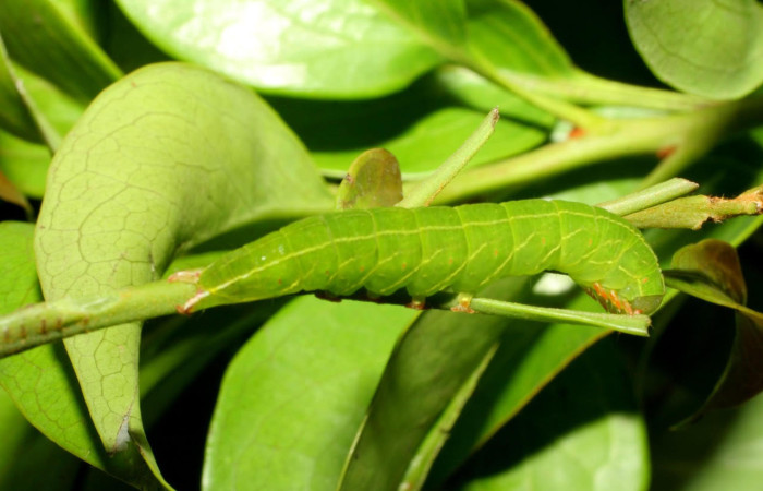Fig.7. Larva de <i>Tautobriga glaucopis</i>, vista lateral, en último estadio. Voucher : 06-SRNP-60035-DHJ417999.jpg.