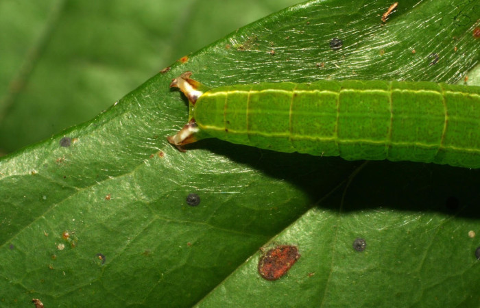 Fig.9. Larva de <i>Tautobriga glaucopis</i>, mostrando parte trasera, último estadio. Voucher :10-SRNP-32040-DHJ479898.jpg.