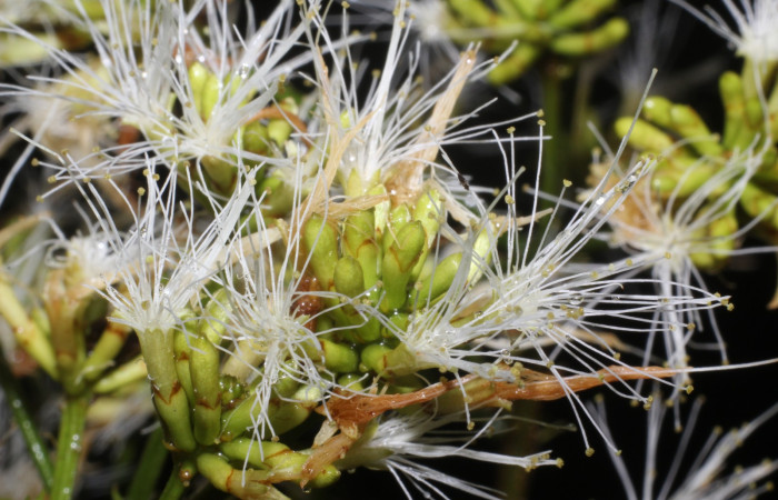 Figura. 10 Flor lateral, <i>Inga punctata</i> (Fabaceae ). Casa Jorge Hernández Dos Ríos Upala, (elevación 340 metros), colectada el 13 de noviembre 2023. Foto, Jorge Hernández.   