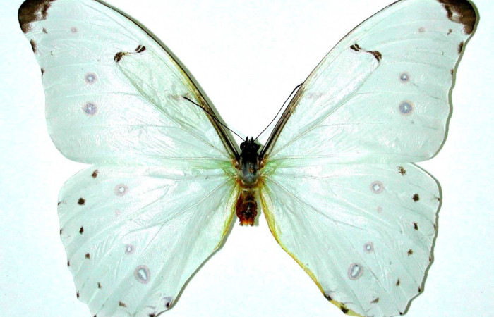 Figura. 13 Adulto <i>Morpho catalina</i> (Nymphalidae), posición vista ventral entero. (98-SRNP-15846-DHJ35126).  