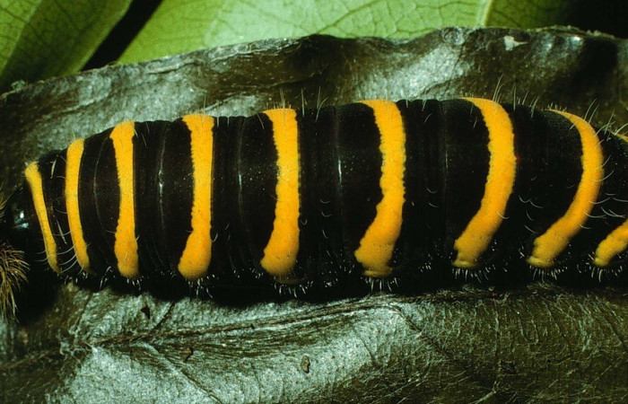 Figura. 14 Larva <i>Telegonus inflatio</i> (Hesperiidae), posición dorsal entero alimentándose en <i>Inga punctata</i>, (Fabaceae). (96-SRNP-934-DHJ27411.jpg).