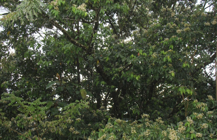 Figura. 1 Habitad, <i>Inga punctata</i> (Fabaceae ). Casa Jorge Hernández Dos Ríos Upala, (elevación 340 metros), colectada el 13 de noviembre 2023. Foto, Jorge Hernández.   