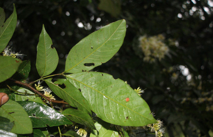 Figura. 5 Hojas envés , <i>Inga punctata</i> (Fabaceae ). Casa Jorge Hernández Dos Ríos Upala, (elevación 340 metros), colectada el 13 de noviembre 2023. Foto, Jorge Hernández.   