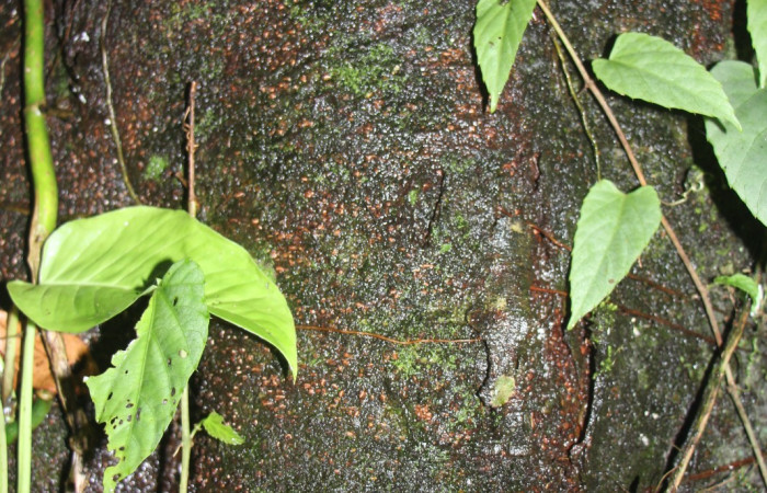 Figura. 7 Corteza , <i>Inga punctata</i> (Fabaceae ). Casa Jorge Hernández Dos Ríos Upala, (elevación 340 metros), colectada el 13 de noviembre 2023. Foto, Jorge Hernández.   