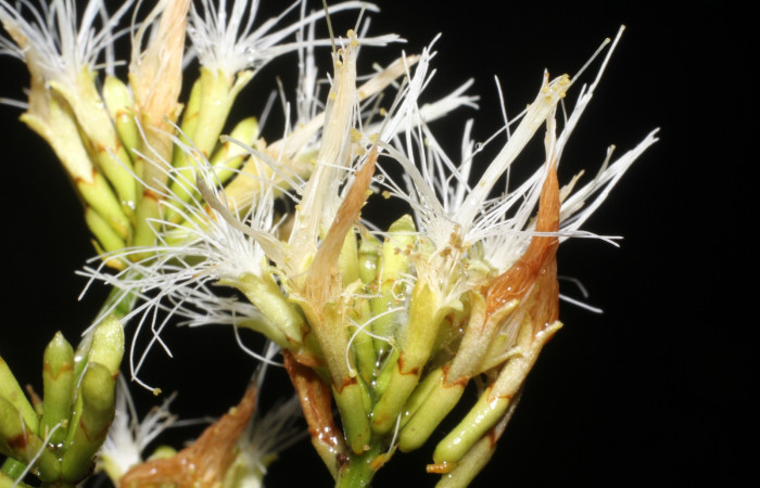 Figura. 9 Flor lateral, <i>Inga punctata</i> (Fabaceae ). Casa Jorge Hernández Dos Ríos Upala, (elevación 340 metros), colectada el 13 de noviembre 2023. Foto, Jorge Hernández.   