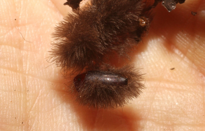 Figura 10. Capullo <i>Carcelia</i> Janzen41 (Tachinidae), parásito puesto en larva <i>Cosmosoma stibostictum</i>, (Erebidae), en la planta <i>Neomirandea araliifolia</i> (Asteraceae). (12-SRNP-2425-DHJ801058.jpg).