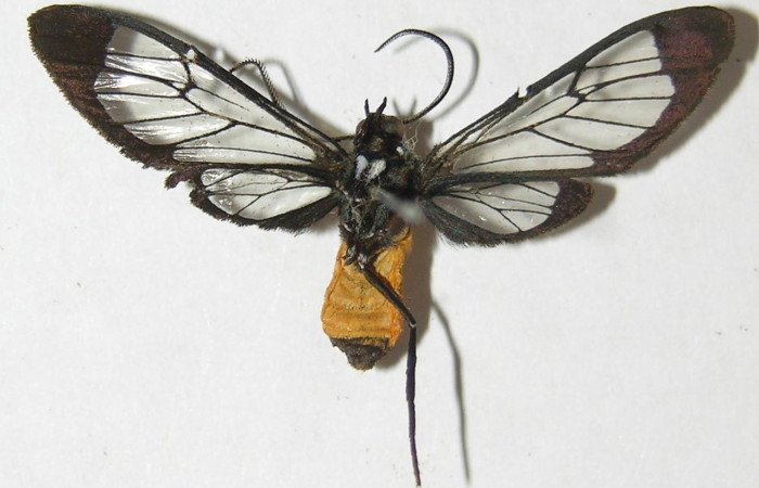 Figura 12. Adulto <i>Cosmosoma stibostictum</i> (Erebidae), posición vista ventral. (02-SRNP-6782-DHJ92407).