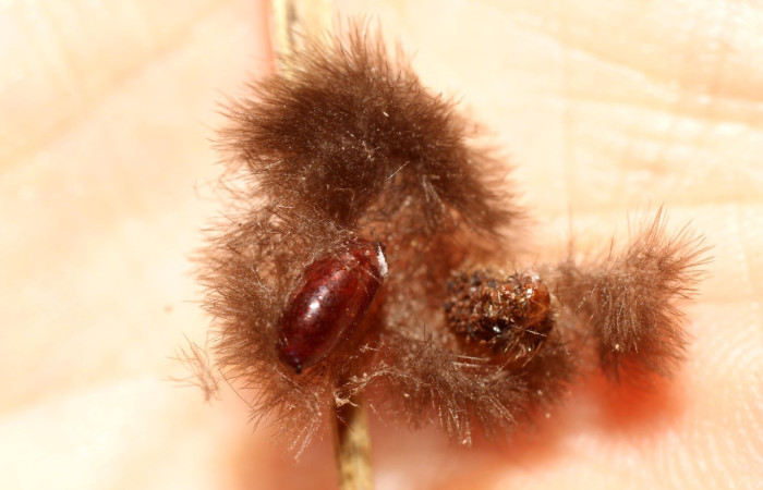 Figura 15. Capullo <i>Carcelia</i> Janzen43 (Tachinidae),parásito en la larva <i>Cosmosoma stibostictum</i>, en la planta <i>Mikania cordifolia</i> (Asteraceae). (13-SRNP-41253-DHJ499123.jpg).