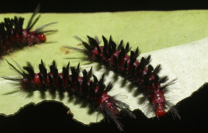 Figura 7. <i>Cosmosoma stibostictum</i>, (Erebidae). Dorsal entero PU estadio, en la planta <i>Neomirandea araliifolia</i> (Asteraceae). Sector San Cristóbal. Quebrada Cementerio (elevación 700 metros), Colectada 3 abril 2019. (05-SRNP-104-DHJ88096.jpg).