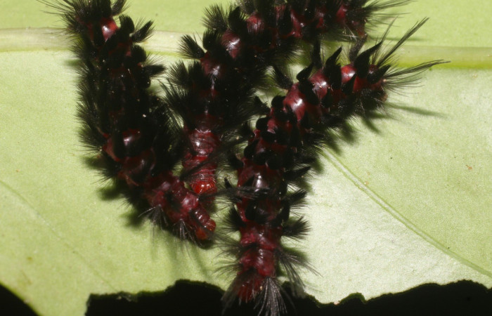 Figura 8. <i>Cosmosoma stibostictum</i>, (Erebidae). Dorsal entero PU estadio, en la planta <i>Neomirandea araliifolia</i> (Asteraceae). Sector San Cristóbal. Quebrada Cementerio (elevación 700 metros), Colectada 3 abril 2019. (05-SRNP-104-DHJ88096.jpg). 
