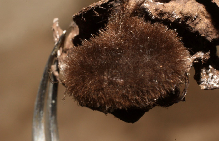 Figura 9. Capullo <i>Carcelia</i> Janzen41 (Tachinidae), parásito puesto en larva <i>Cosmosoma stibostictum</i>, (Erebidae), en la planta <i>Neomirandea araliifolia</i> (Asteraceae). (12- SRNP-2425-DHJ801057.jpg). 
