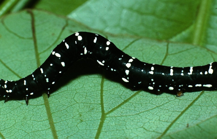 Figura 3.<i>Gonodonta</i> sinaldusDHJ12 (Erebidae). Penúltimo estadio, parte lateral. Voucher: 03-SRNP-20274-DHJ77317.jpg.