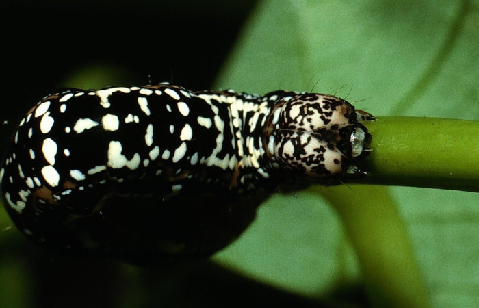 Figura 7. <i>Gonodonta sinaldus</i> (Erebidae), último estadio, parte frontal. Voucher: 03-SRNP-5759-DHJ73859.jpg.