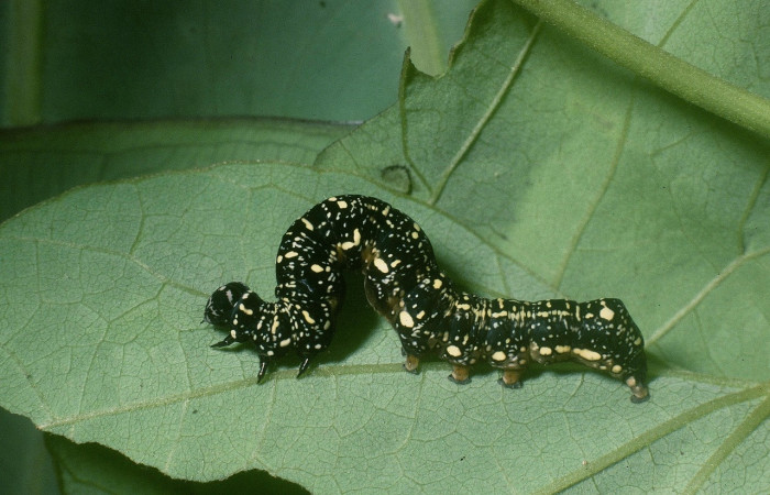 Figura 2. <i>Gonodonta</i> sinaldusDHJ01 (Erebidae). Penúltimo estadio, parte lateral. Voucher: 04-SRNP-60530-DHJ87765.jpg.