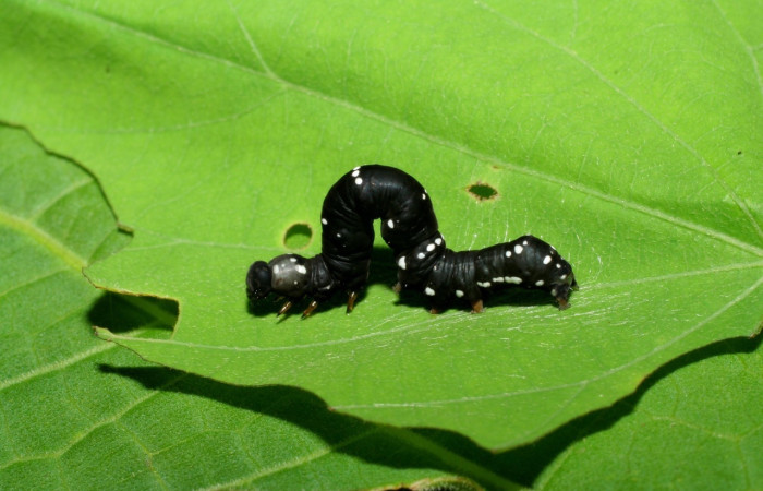 Figura 11. <i>Gonodonta</i> sinaldusDHJ12 (Erebidae). Penúltimo estadio, parte lateral. Voucher: 06-SRNP-33427-DHJ416134.jpg.