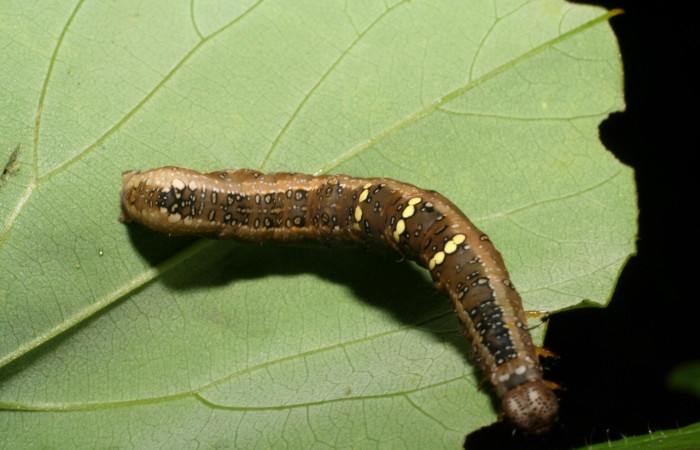 Figura 14. <i>Gonodonta</i> sinaldusDHJ13 (Erebidae). Ultimo estadio, parte lateral. Voucher: 06-SRNP-34913-DHJ416663.jpg.