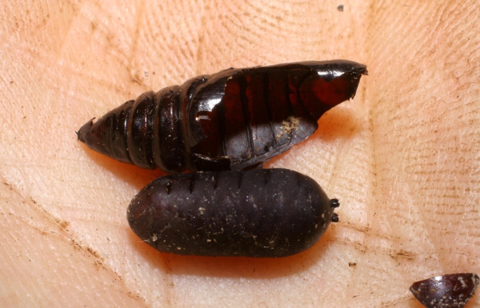 Figura 17.Pupa de <i>Gonodonta sinaldus</i> (Erebidae). Parasitada por moscas Atactosturmia Wood03 (Tachinidae) Voucher: 07-SRNP-30561-DHJ448413.jpg.